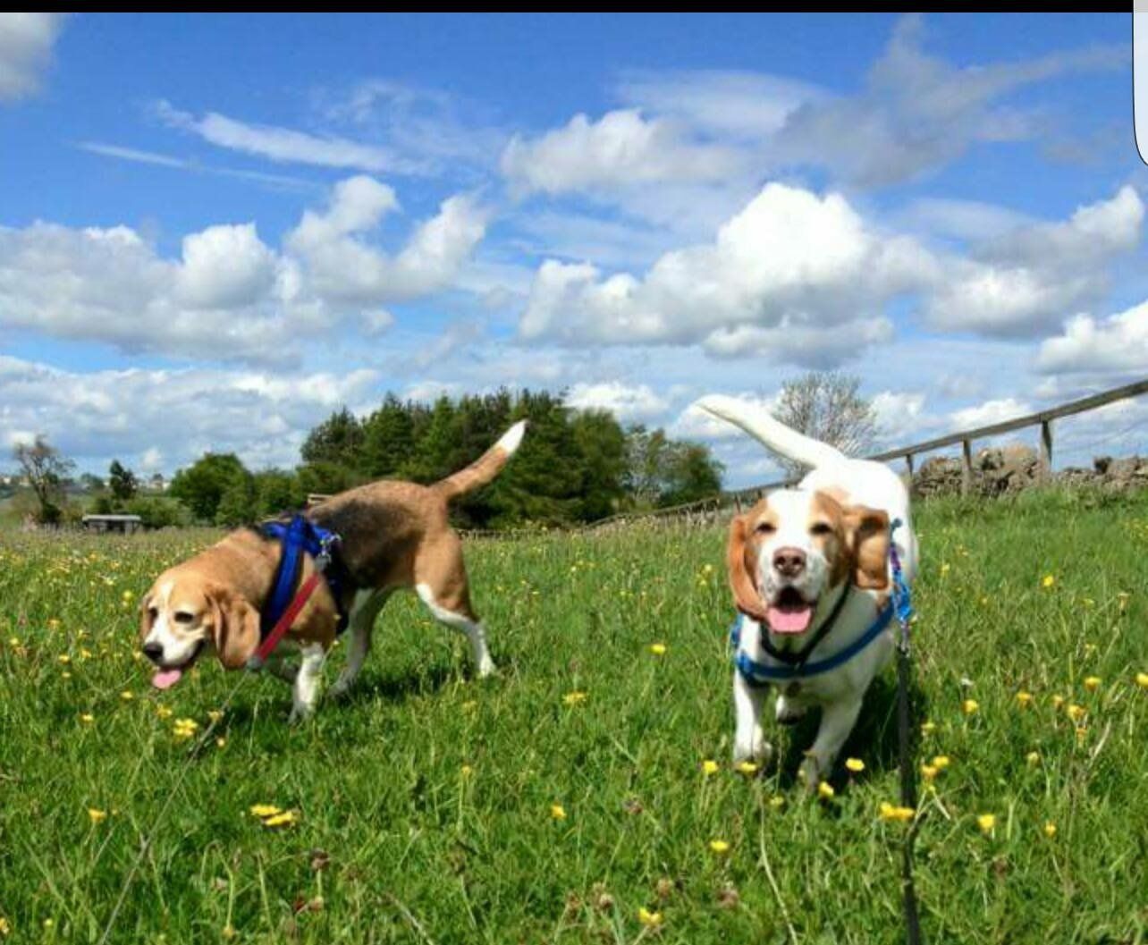 Kennels and Cattery Gallery in County Durham
